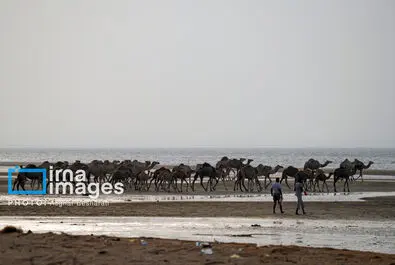 حمام شتر