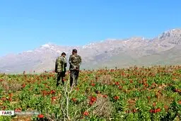 تصاویری زیبا از دشت لاله‌های واژگون در کوهرنگ