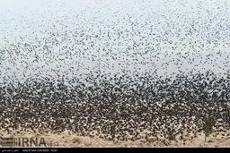 هجوم پرندگان به زباله های تهران/ تصاویر