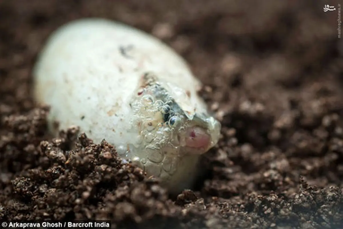 لحظه به دنیا آمدن یک مار (عکس)