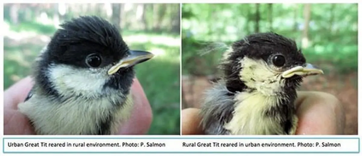 زندگی در شهرهای شلوغ پرنده‌ها را هم زودتر پیر می‌کند!