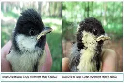 زندگی در شهرهای شلوغ پرنده‌ها را هم زودتر پیر می‌کند!