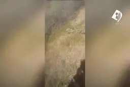 ببينيد: هجوم صدها هزار ملخ به کشور