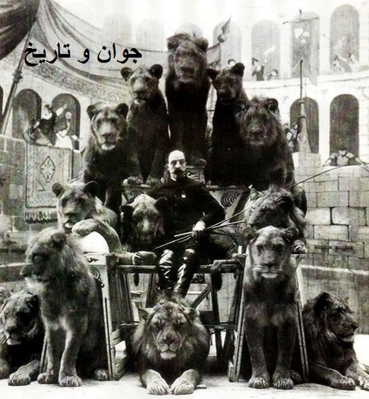 سلفی جالب شیر ها با کاپیتان!/عکس