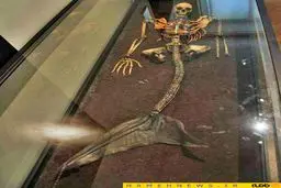 تصویر دیده نشده از اسکلت پری دریایی کشف شده/ عکس