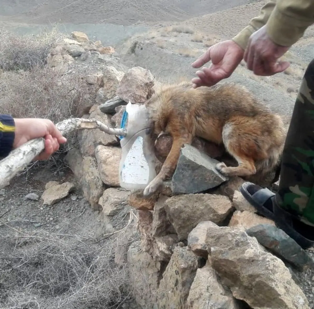 تصویری جالب از نجات یک شغال از دام زباله های انسانی/ عکس