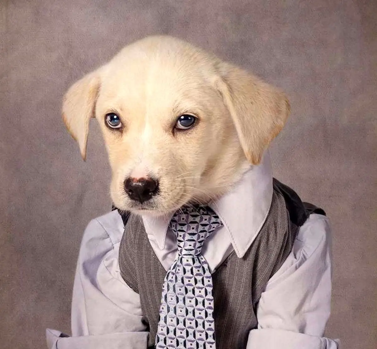 تصاویری از سگ‌هایی که مدل می‌شوند!