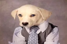 تصاویری از سگ‌هایی که مدل می‌شوند!