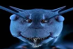 عکس / یک مورچه زیر میکروسکوپ!