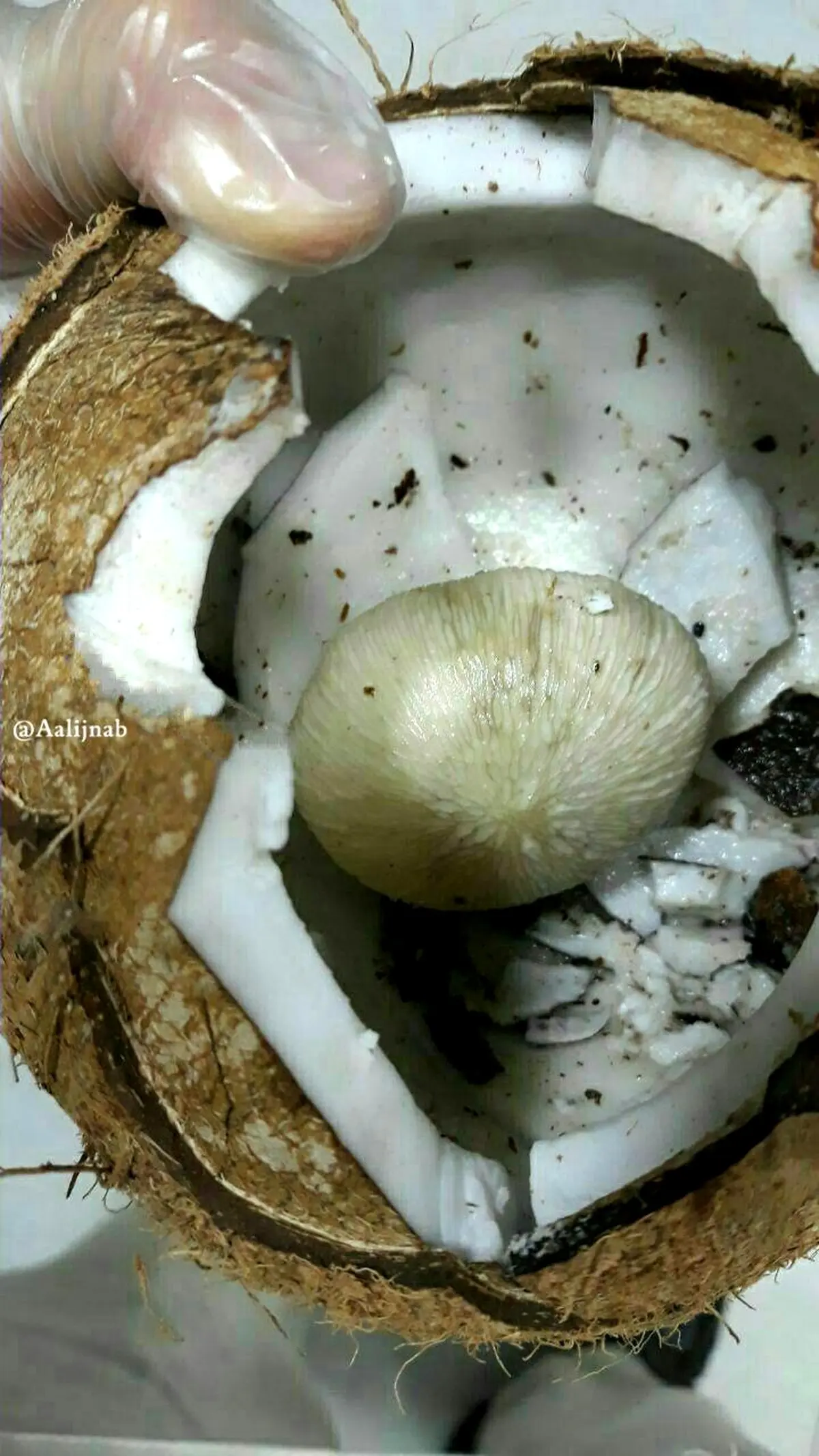 نارگیلی که قارچ سمی در دل خود دارد / عکس