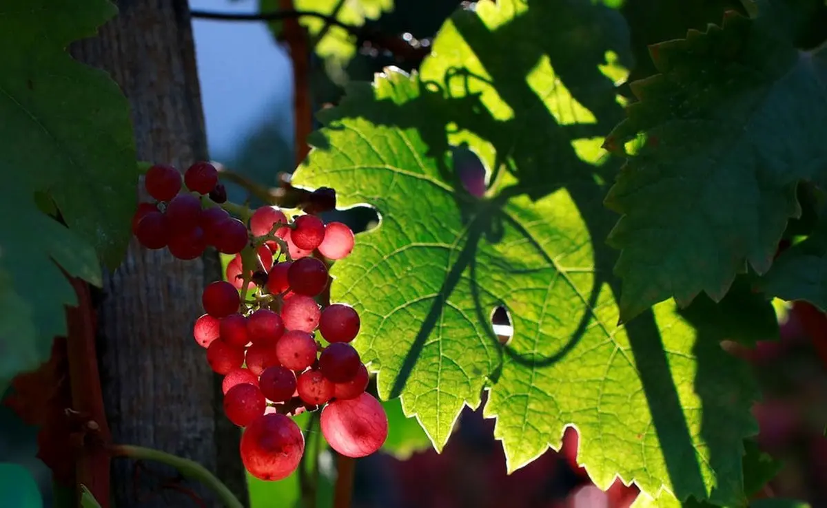 تصاویری زیبا از پاییز که چشم ها را خیره میکند