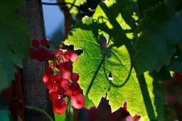 تصاویری زیبا از پاییز که چشم ها را خیره میکند