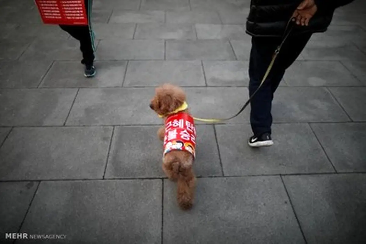 حاشیه های برکناری رئیس جمهور کره جنوبی/تصاویر