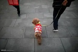 حاشیه های برکناری رئیس جمهور کره جنوبی/تصاویر