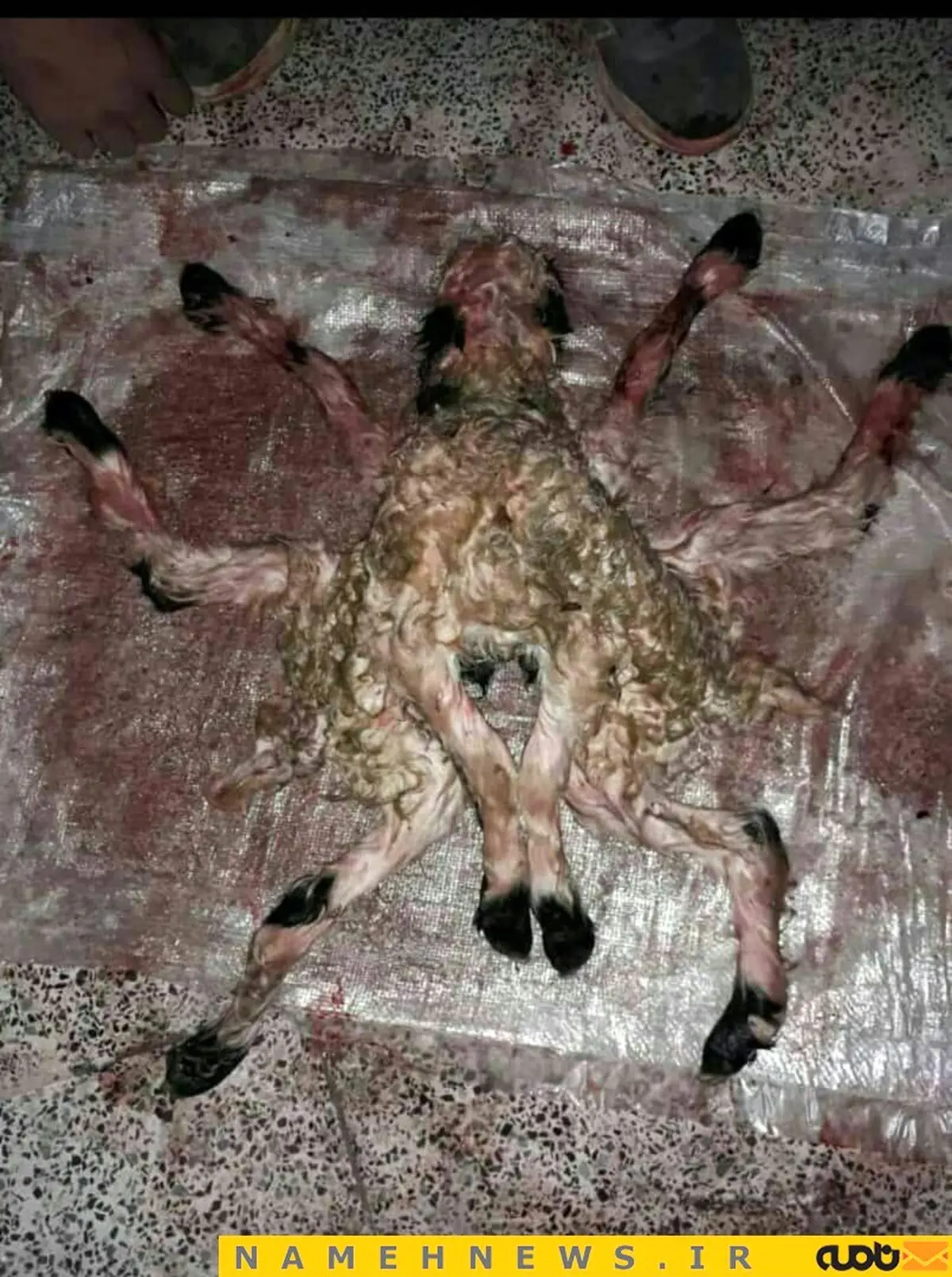 تولد گوسفندی عجیب الخلقه در بوانات/ عکس