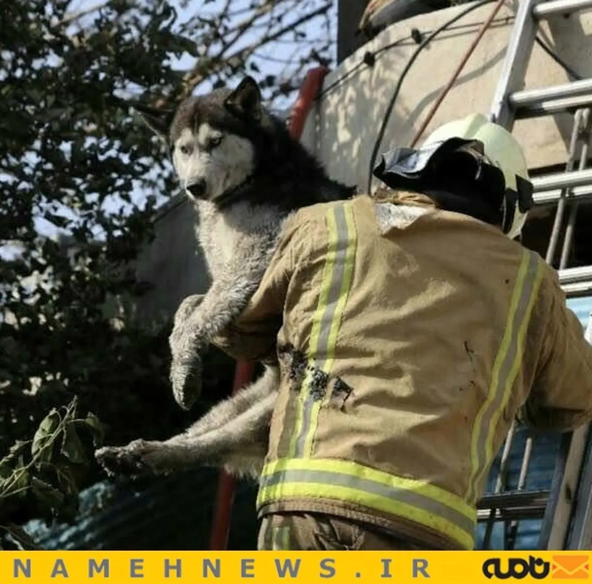 نجات جان یک سگ از آتش‌سوزی / عکس