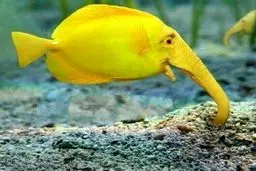 عکسی دیدنی و کمیاب از فيل ماهى!