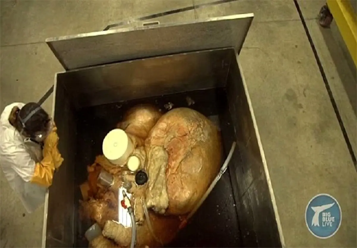 قلب بزرگترین موجود زنده جهان+عکس