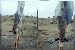 حیوان آزاری در ایلام /عکس