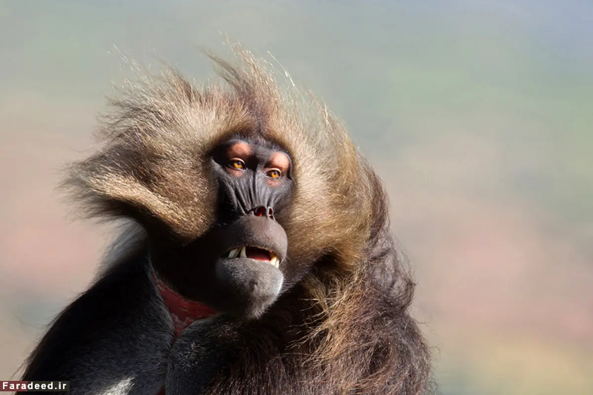 تصاویر/ مسابقه عکاسی نشنال جئوگرافیک