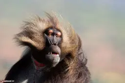 تصاویر/ مسابقه عکاسی نشنال جئوگرافیک