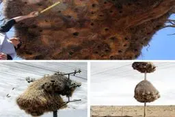 لانه های بزرگ و شگفت انگیز پرندگان/ عکس