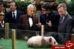 بانوی اول فرانسه، مادر تعمیدی یک پاندا شد!/تصاویر