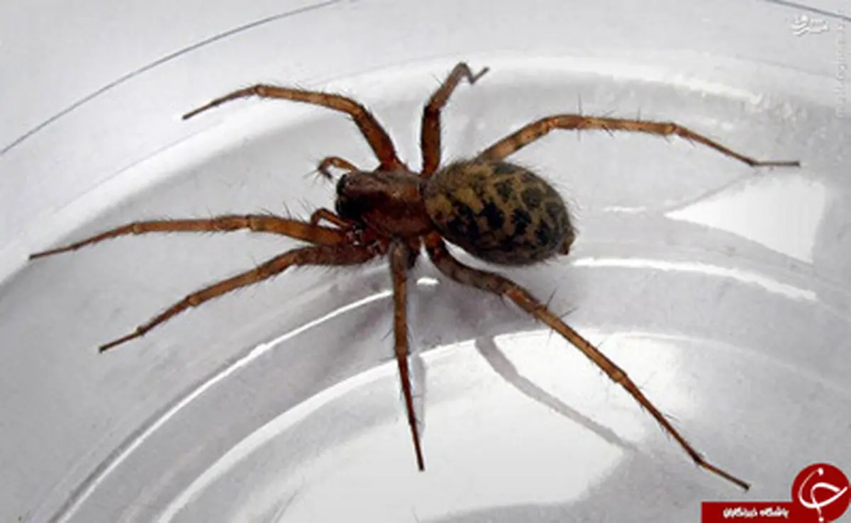 کشنده ترین عنکبوت های جهان/ تصاویر