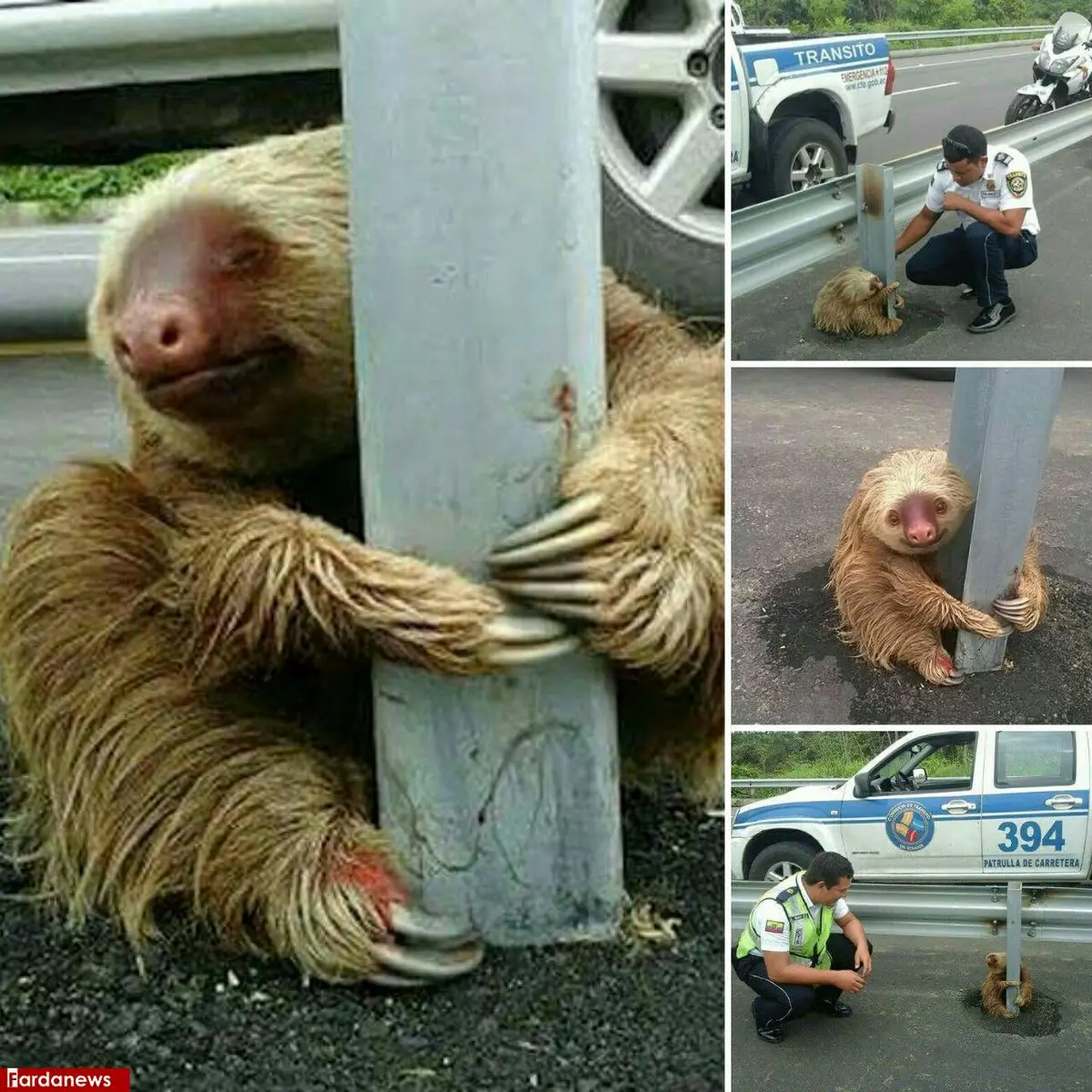 تنبلی که گارد ریل را رها نمی‌کند!/عکس