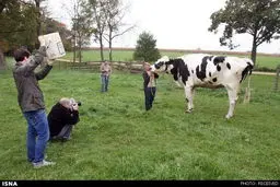 قدبلندترین گاو جهان گینسی شد +عکس