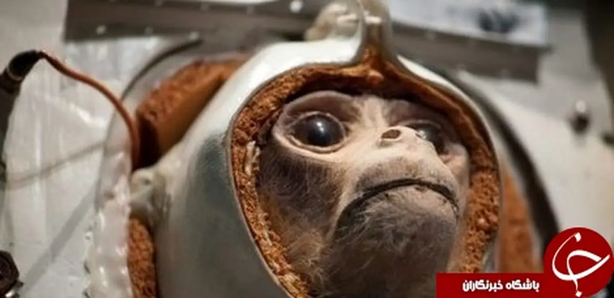 دانشمندان موفق شده‌اند اطلاعات را به مغز میمون تزریق کنند