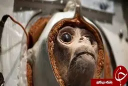 دانشمندان موفق شده‌اند اطلاعات را به مغز میمون تزریق کنند