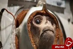 دانشمندان موفق شده‌اند اطلاعات را به مغز میمون تزریق کنند