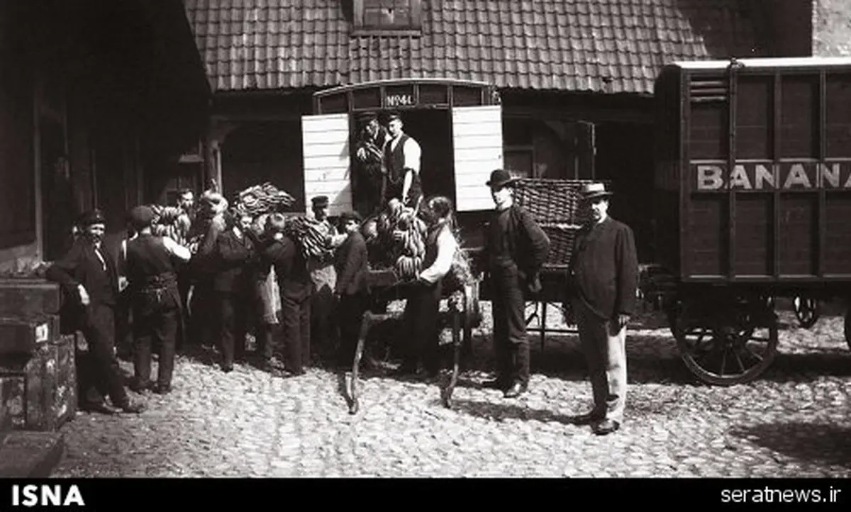 عکس / روزی که موز وارد نروژ شد!