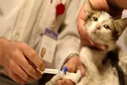 هشدار: مراقب انتشار ویروس کرونا در حیوانات خانگی باشیم