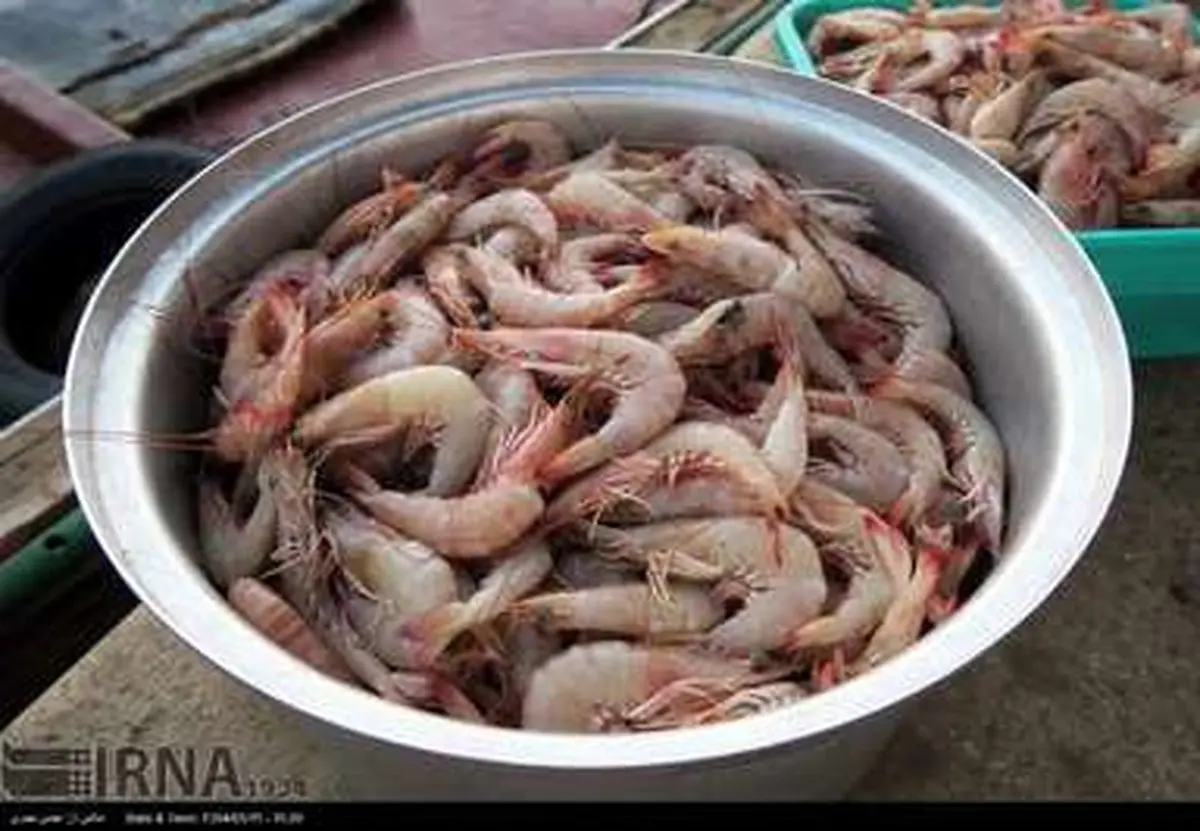 فروش میگوی تازه  در اسکله بوشهر/تصاویر