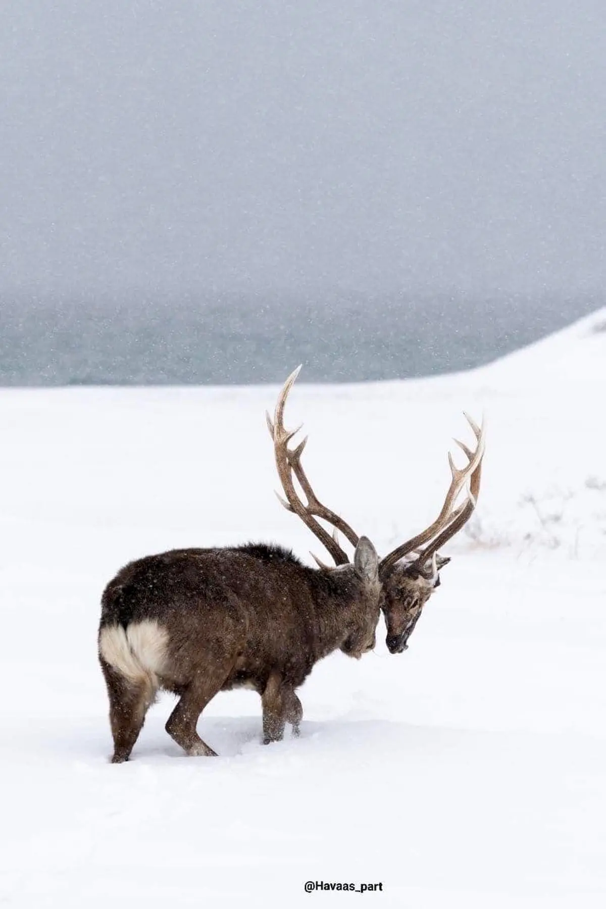 یک تصویر فوق العاده عجیب از یک گوزن در ژاپن