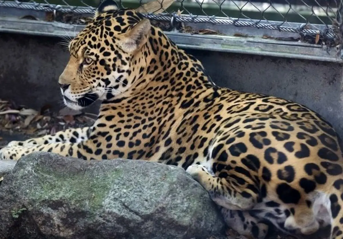 حیوان فراری باغ وحش، قاتل 6 همسایه شد!