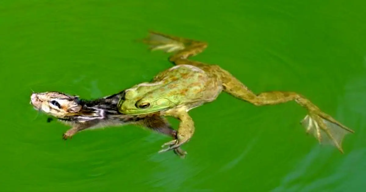 وقتی قورباغه هوس خوردن موش دارد!/تصاویر