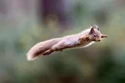 تصاویری جالب و دیدنی از پرواز سنجاب‌ها