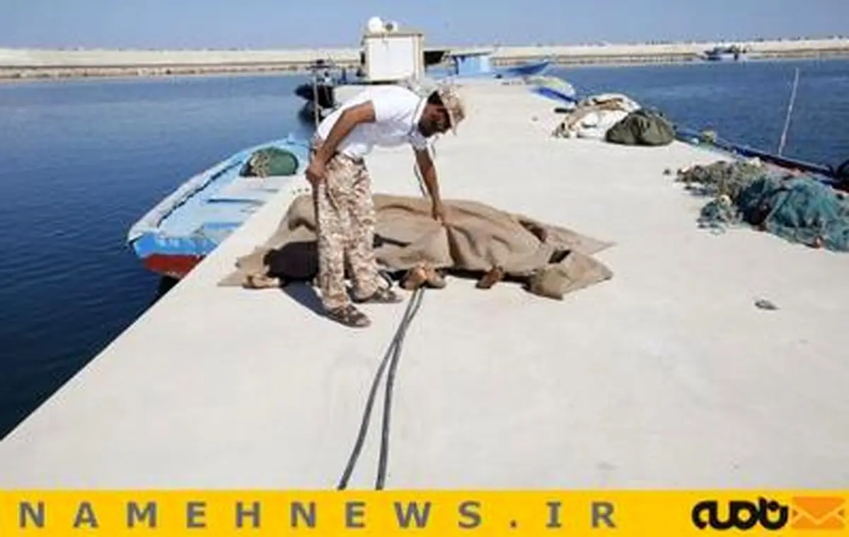 سفری برای مرگ یا خوشبختی/ تصاویر