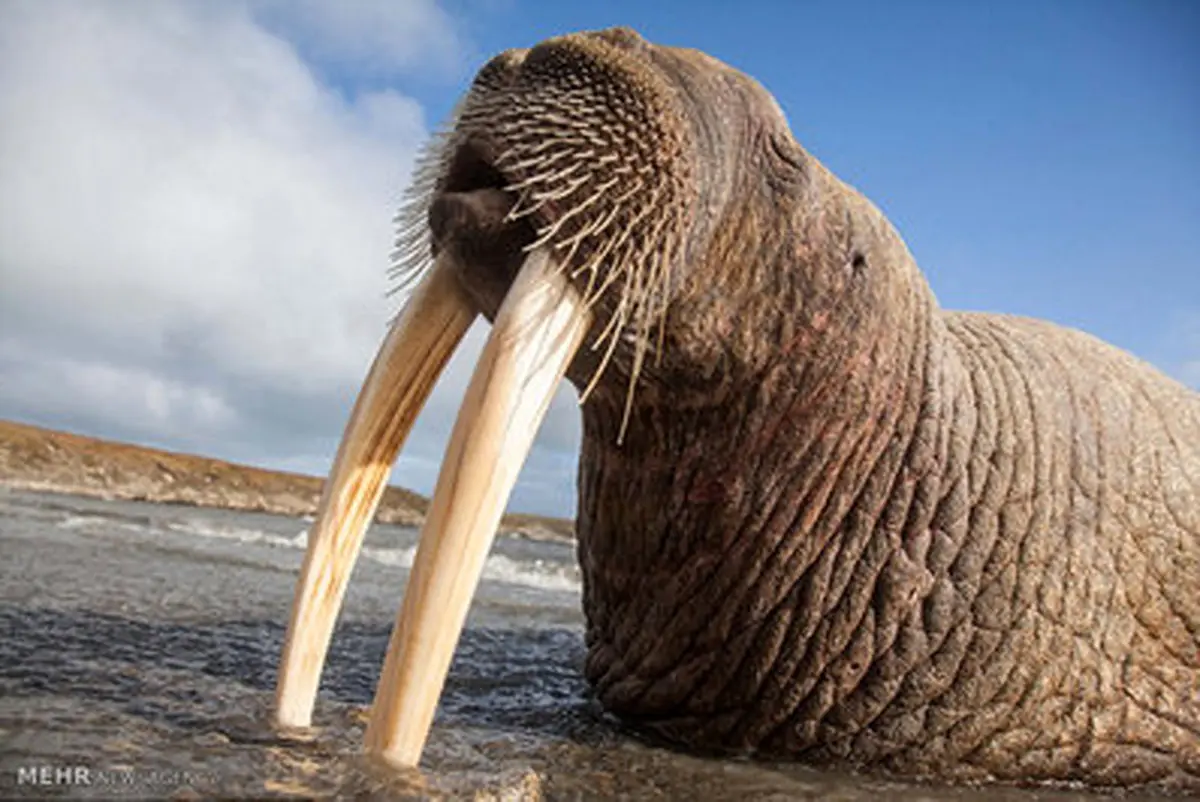 تجمع گرازهای دریایی در ساحل روسیه/تصاویر