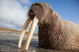 تجمع گرازهای دریایی در ساحل روسیه/تصاویر