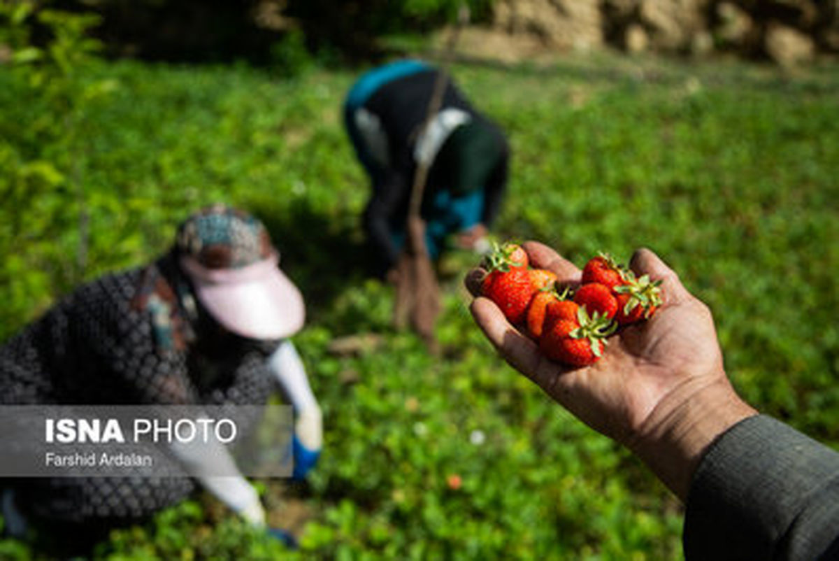 تصاویر: برداشت توت فرنگی از مزارع کردستان