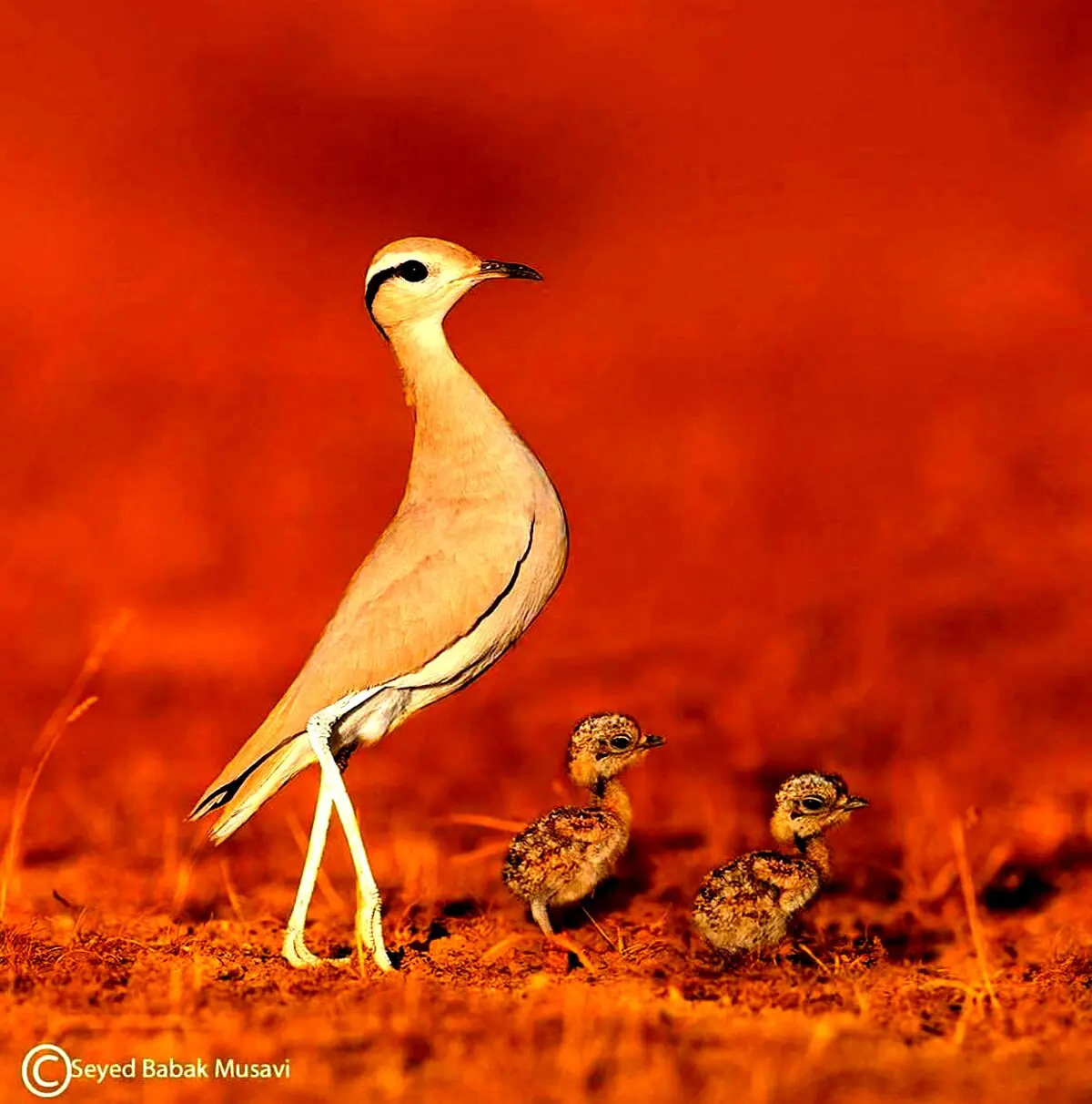 رژه خانوادگی / عکس