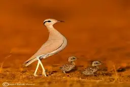 رژه خانوادگی / عکس