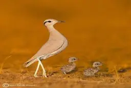 رژه خانوادگی / عکس