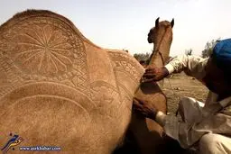 هنرنمایی بر روی شتر/عکس