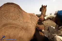 هنرنمایی بر روی شتر/عکس