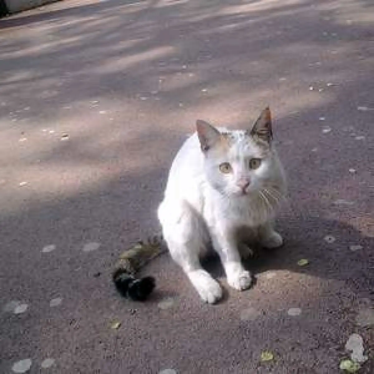 راز واکنش گربه‌ها به عبارت «مجید»